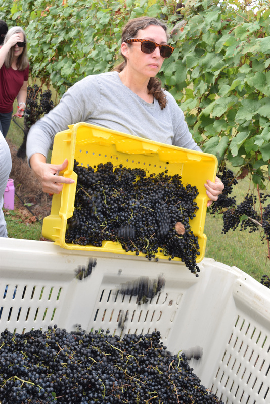Students harvesting grapes at Granite Heights Winery